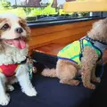 愛犬の駅 伊豆高原の写真_159878