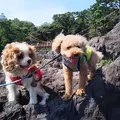 城ヶ崎海岸の写真_159880