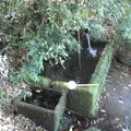 冷水の池の写真_162608