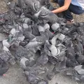 宝生院（大須観音）の写真_16300