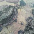 志賀島の写真_167685