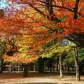 砧公園の写真_169862