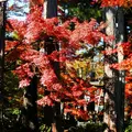 豪徳寺の写真_169869