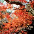 蘆花恒春園の写真_171047