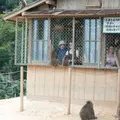 嵐山モンキーパークいわたやまの写真_1742