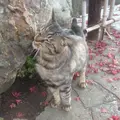 上尾丸山公園の写真_17465