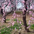 府中市郷土の森博物館の蝋梅の写真_175510