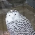 井の頭自然文化園 本園の写真_176430