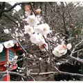荏柄天神社の写真_183188