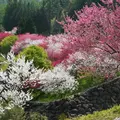 月川温泉の花桃の写真_191843