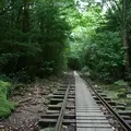 屋久杉の写真_1987