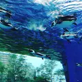サンシャイン水族館の写真_203045
