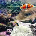 サンシャイン水族館の写真_203729