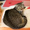 麻生 猫カフェ 福猫茶房の写真_206836