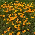山中湖花の都公園の写真_207430