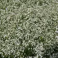 山中湖花の都公園の写真_207431