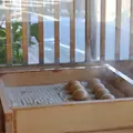 伊香保温泉の石段街の写真_2155
