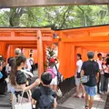 千本鳥居の写真_216806