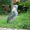 上野動物園の写真_219612