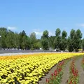 ファーム富田の写真_226046