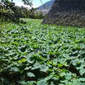 島原城の写真_2351