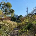 向島百花園の写真_238602