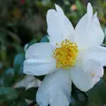 向島百花園の写真_238604