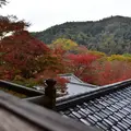 瑠璃光院の写真_241452