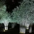六義園の写真_242748