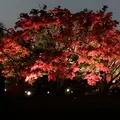 六義園の写真_242750