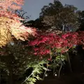 六義園の写真_242752