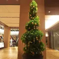 東京ミッドタウンの写真_246074