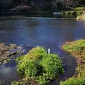 柿田川湧水の写真_247324