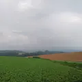 セブンスターの木の写真_256707
