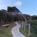 聖域の岬 青の洞窟の写真_257197
