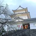 小田原城の写真_266446