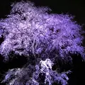六義園の写真_266464