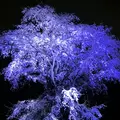 六義園の写真_266465
