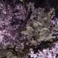 六義園の写真_266468