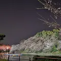 千鳥ヶ淵の写真_266469