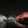 千鳥ヶ淵の写真_266470