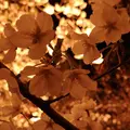 千鳥ヶ淵の写真_266471