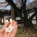 妙法院の写真_26927