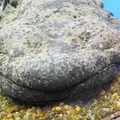 京都水族館の写真_2824