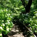 矢田寺の写真_283362