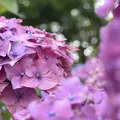 ハウステンボスの写真_284321