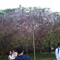 あしかがフラワーパークの写真_284445