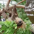 神戸どうぶつ王国の写真_299362