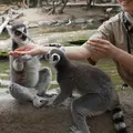 神戸どうぶつ王国の写真_299364