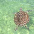 シギラベイサイドスイート アラマンダの写真_316013